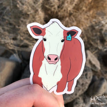 Load image into Gallery viewer, Red Hereford Cow Sticker
